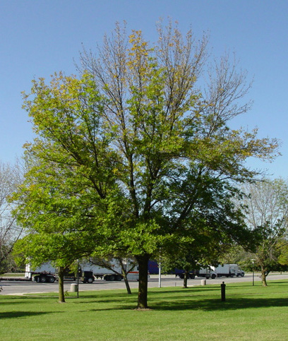 Photo of a green ash tree.